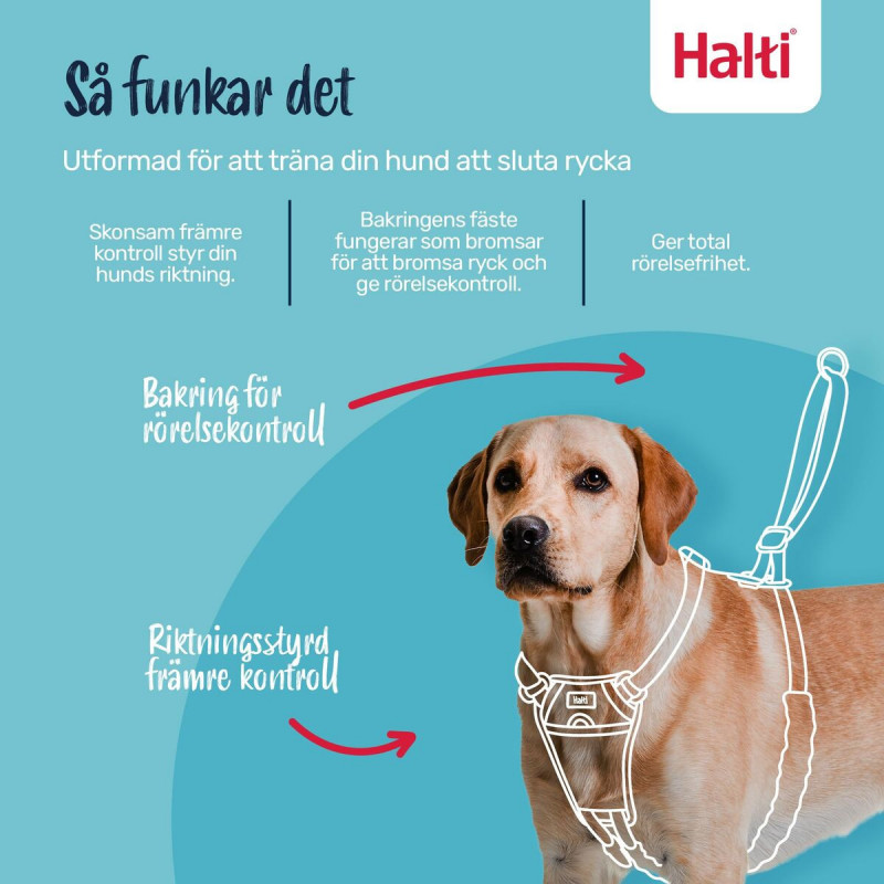 Harnais pour Chien Company of Animals COBALT Bleu 12