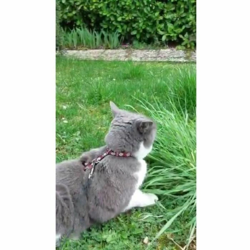 Coleira para Cães Aimé