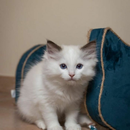 Tiragraffi per Gatti Tyrol Azzurro Cartone 44 x 22 x 21 cm