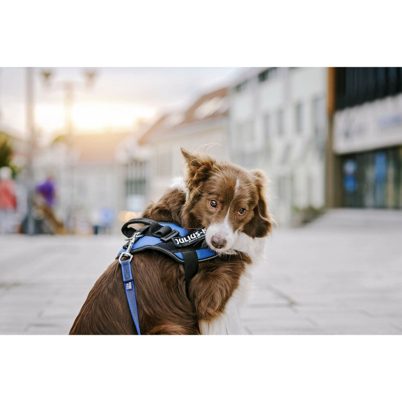 Etiquetas para arnês Julius K9 DON'T TOUCH S Branco Preto (2 Unidades)