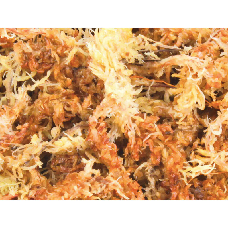 Sottofondo Trixie Muschio